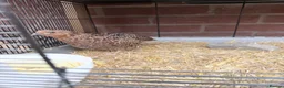 Quail poultry for sale: Male corturnix quail  - Advert 3