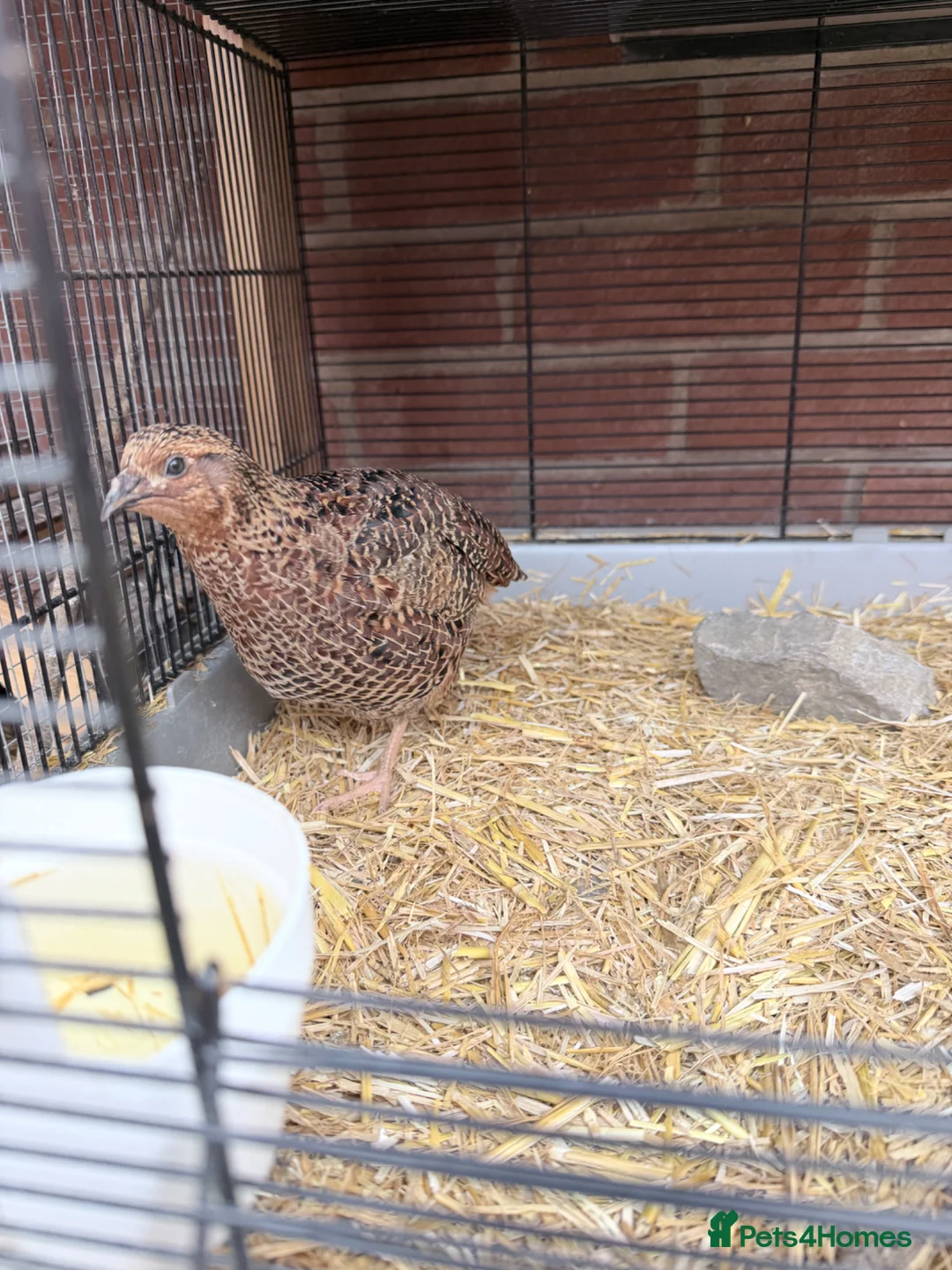 Quail poultry for sale: Male corturnix quail  - Advert 3