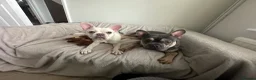 French Bulldog dogs for sale: Male and female frenchie rehome  - Advert 4