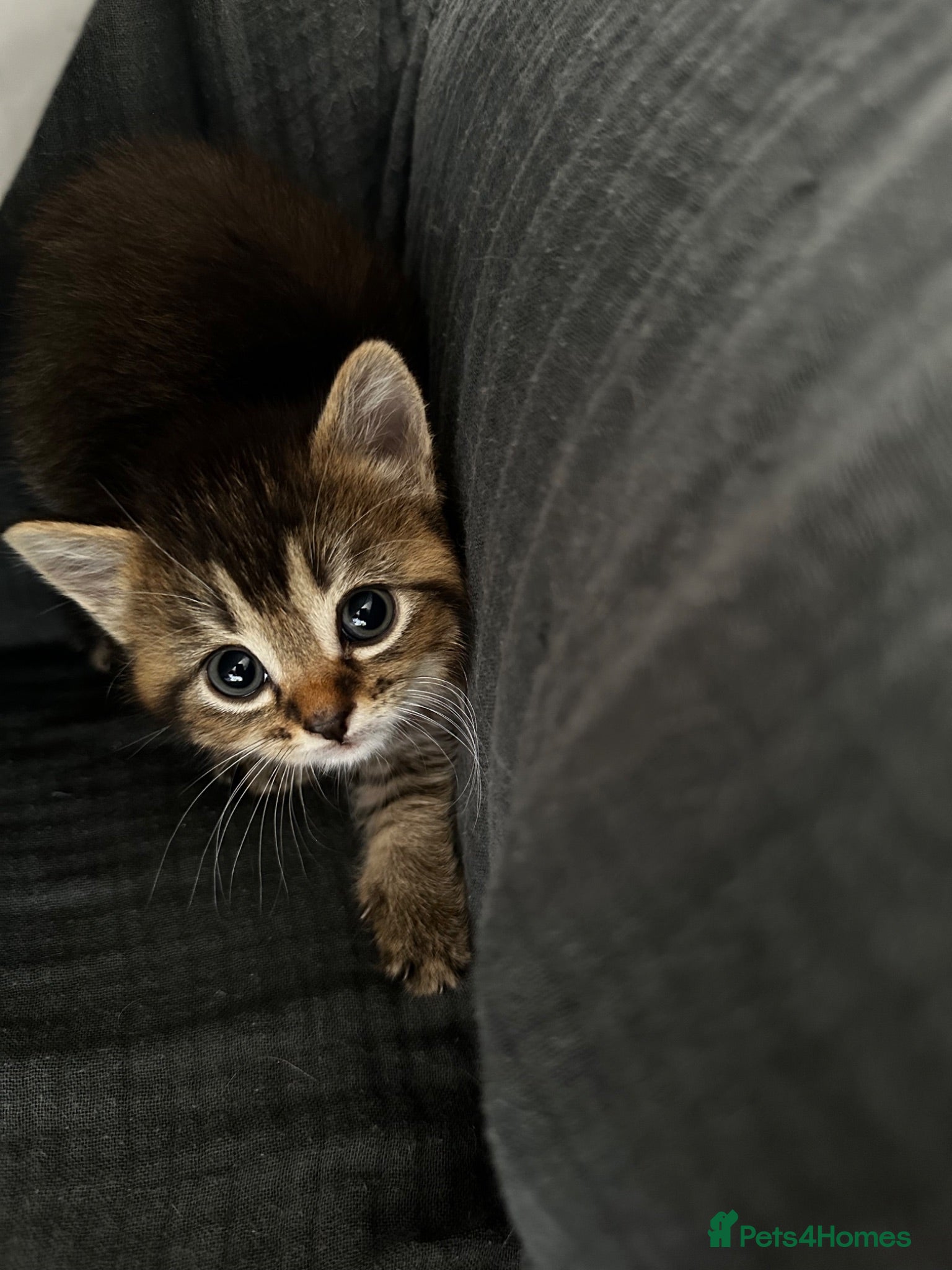 British Shorthair cats British Shorthair mix Kittens - Advert 1
