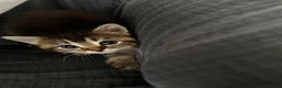 British Shorthair cats for sale: British Shorthair mix Kittens - Advert 1