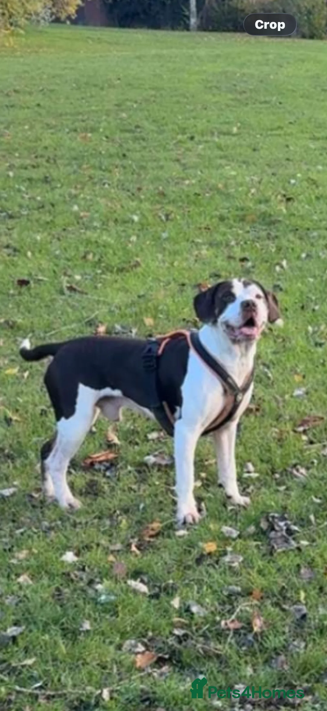 Mixed Breed dogs for sale: Mixed breed dogs  - Advert 3