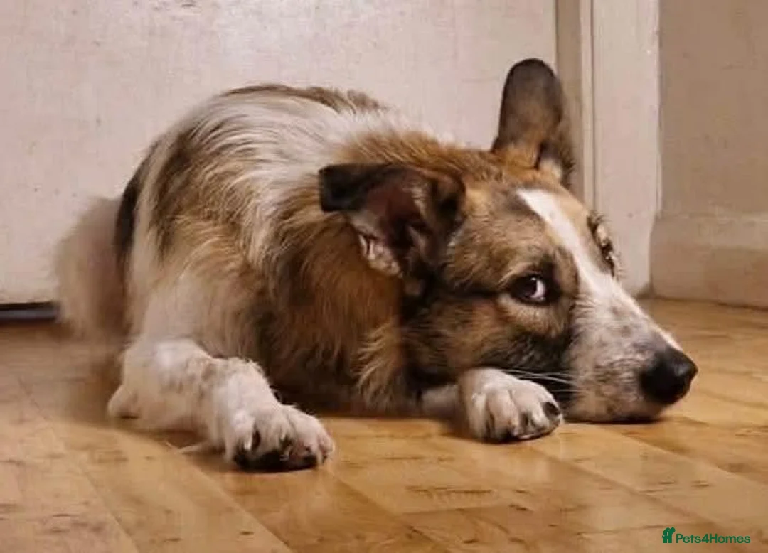 Mixed Breed dogs for adoption: Meet Winnie, currently residing in Cheshire  in Nantwich - Advert 11
