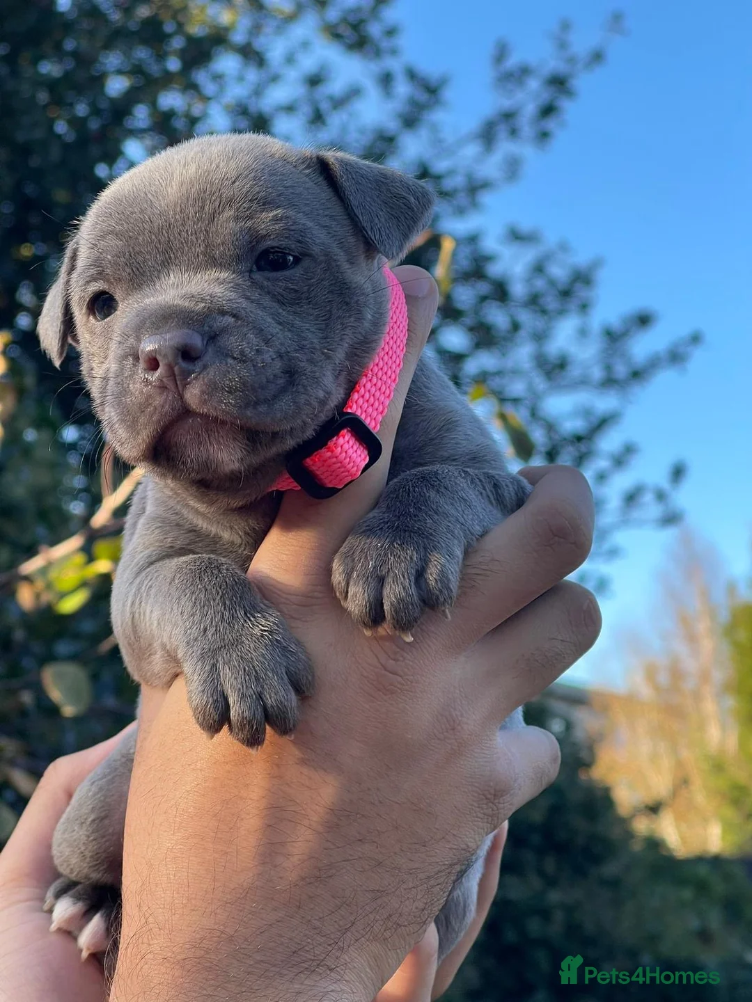 Staffordshire Bull Terrier dogs for sale: SIMPLY STUNNING COI 5.4% - Advert 7