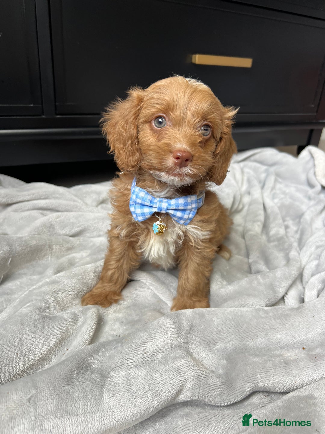 Cavapoo dogs for sale: Stunning Cavapoos  - Image 8