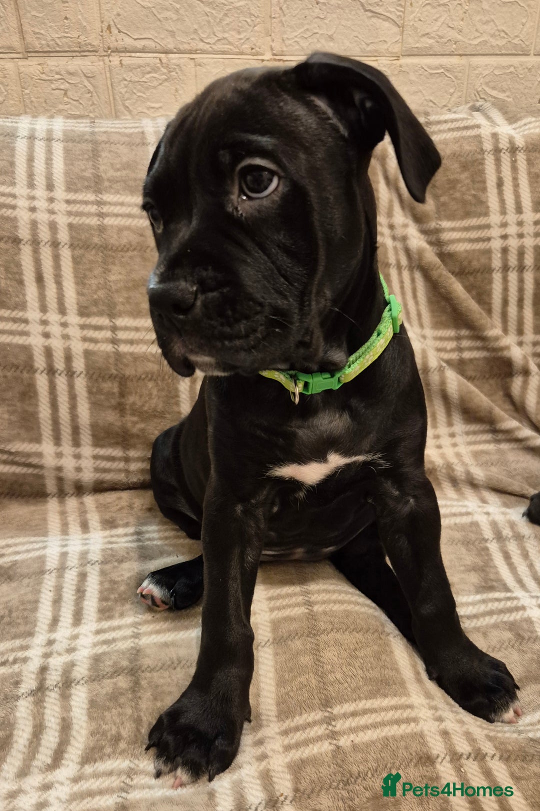 Mixed Breed dogs for sale: Bullmastiff x puppies 🐶  - Advert 22