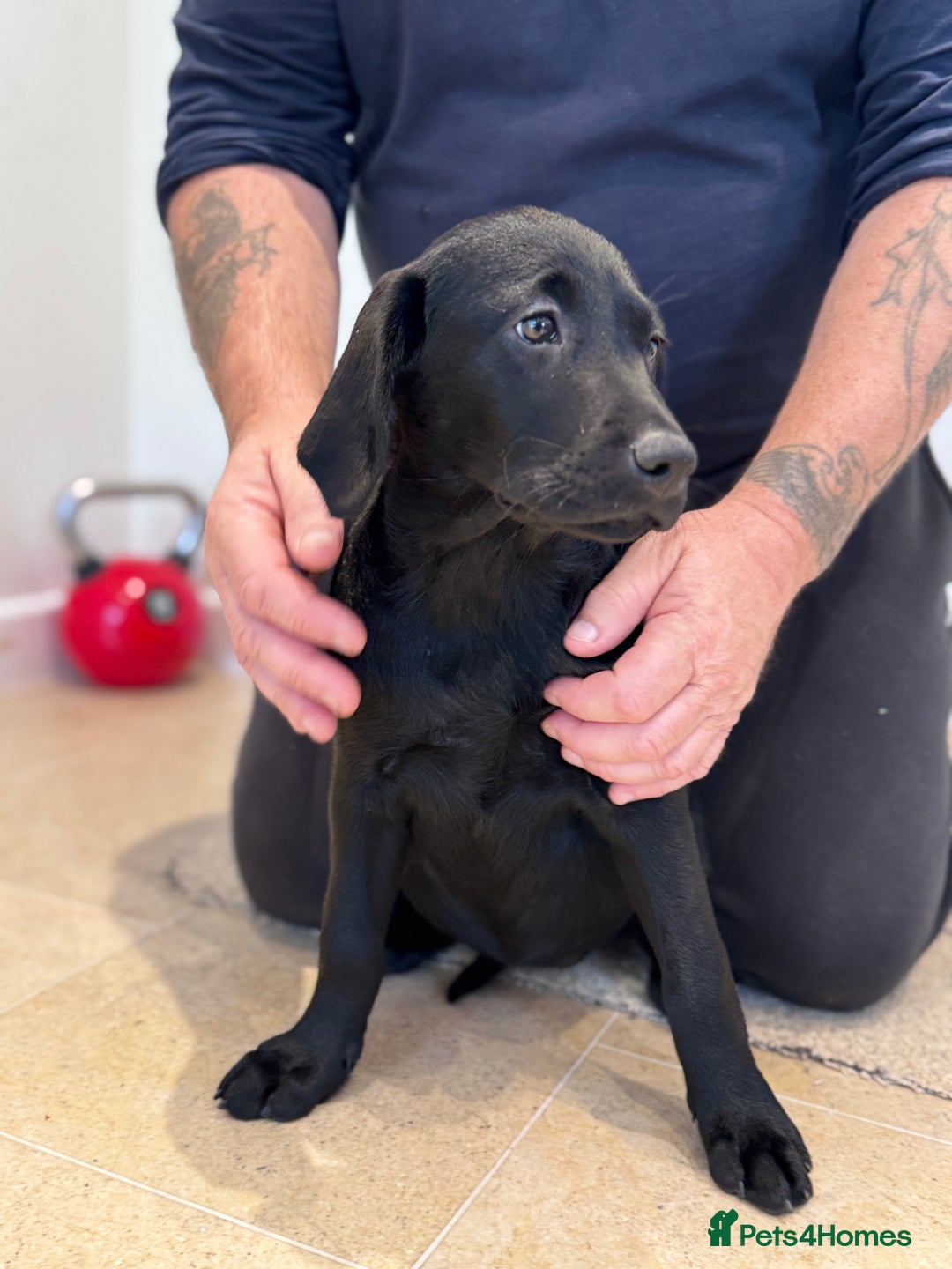 Labrador Retriever dogs for sale: 🩷Two Girls🩷 Fully Vaccinated-KC Labrador Puppies in Launceston - Image 7