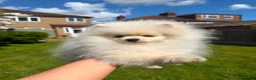 Pomeranian dogs for sale: Boy puppy  in Potters Bar - Advert 11