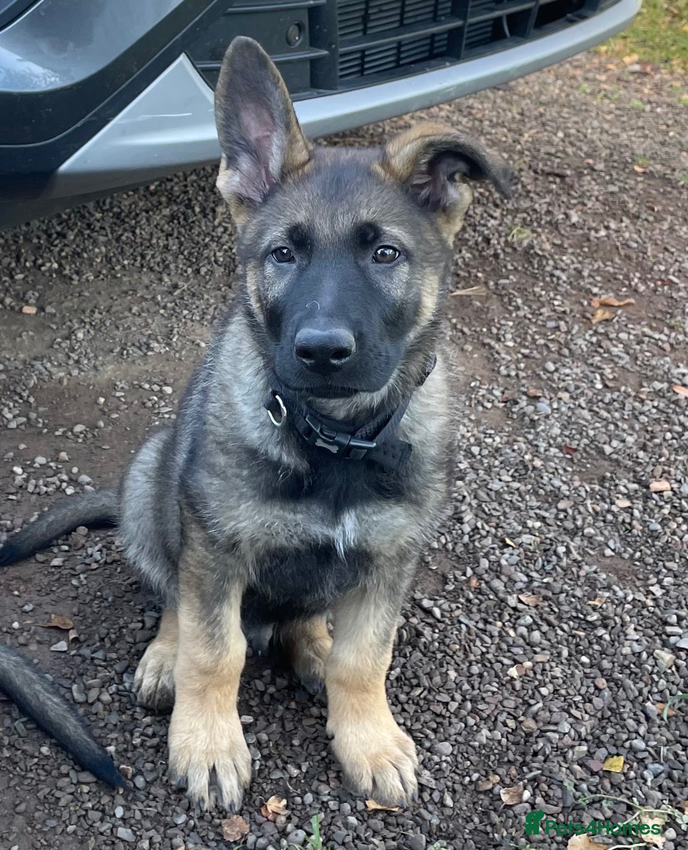 German Shepherd dogs STRAIGHT BACKED WORKING / PROTECTION DOGS - Advert 1