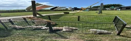 Labrador Retriever dogs for sale: Labrador retriever puppies.  - Advert 5