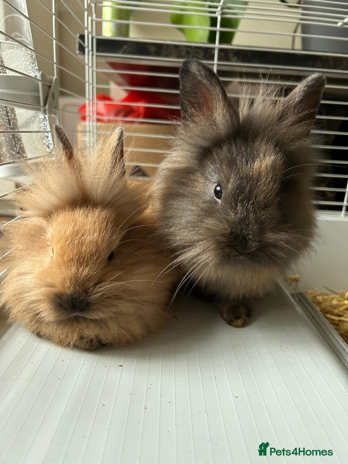 Lionhead rabbits Lovely brothers looking for new home - Advert 1