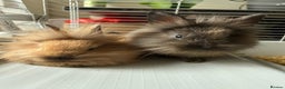 Lionhead rabbits for sale: Lovely brothers looking for new home - Advert 1