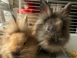 Lionhead rabbits Lovely brothers looking for new home - Advert 1