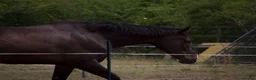 English Thoroughbred horses for sale:     Roman – Sweet TB Gelding with Huge Potential in Newark - Advert 7