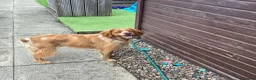 Brittany Spaniel dogs for sale: Adult Brittany spaniel in Glasgow - Advert 3