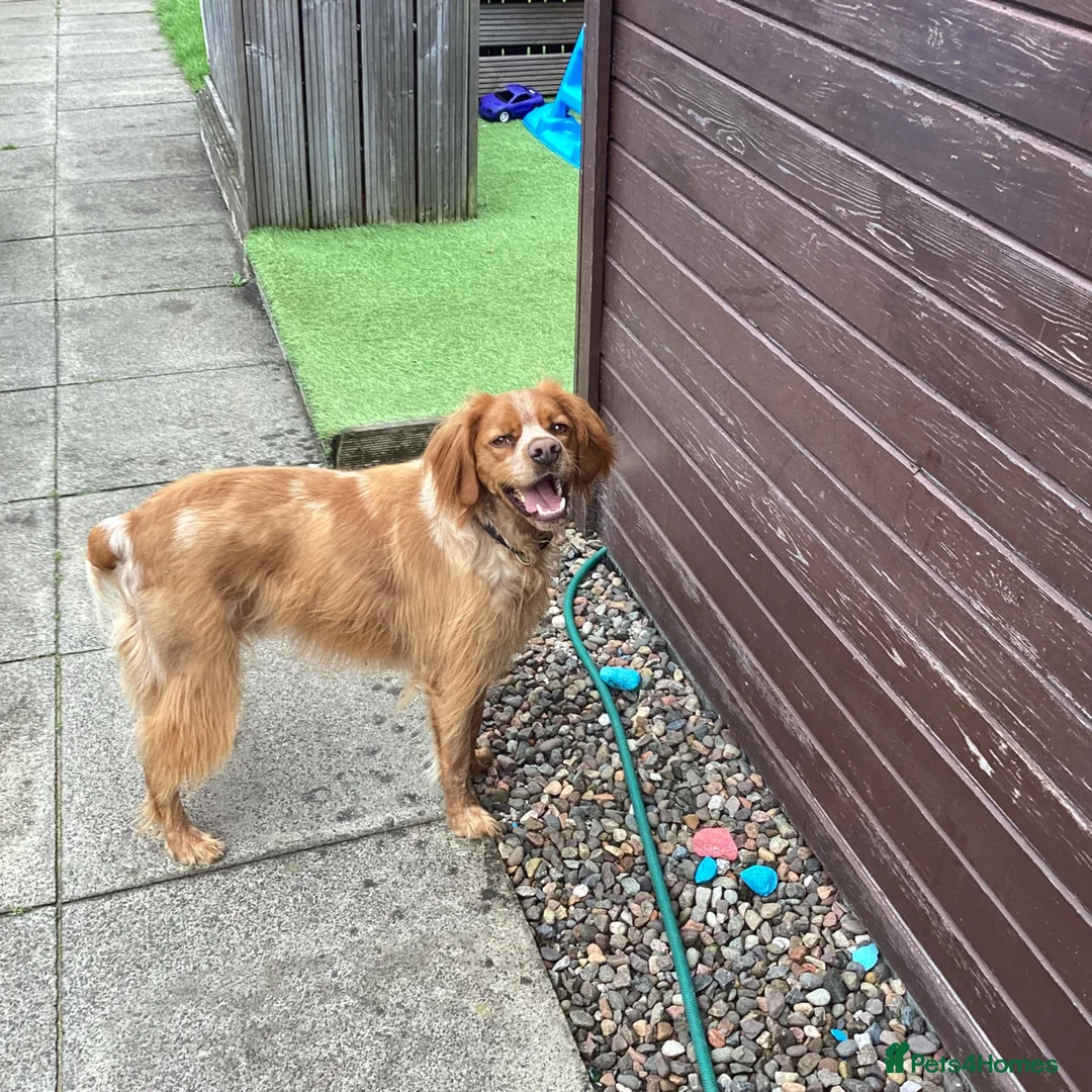 Brittany Spaniel dogs for sale: Adult Brittany spaniel in Glasgow - Advert 3