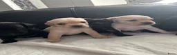Mixed Breed dogs for sale: French bulldog - cockapoo - Advert 12