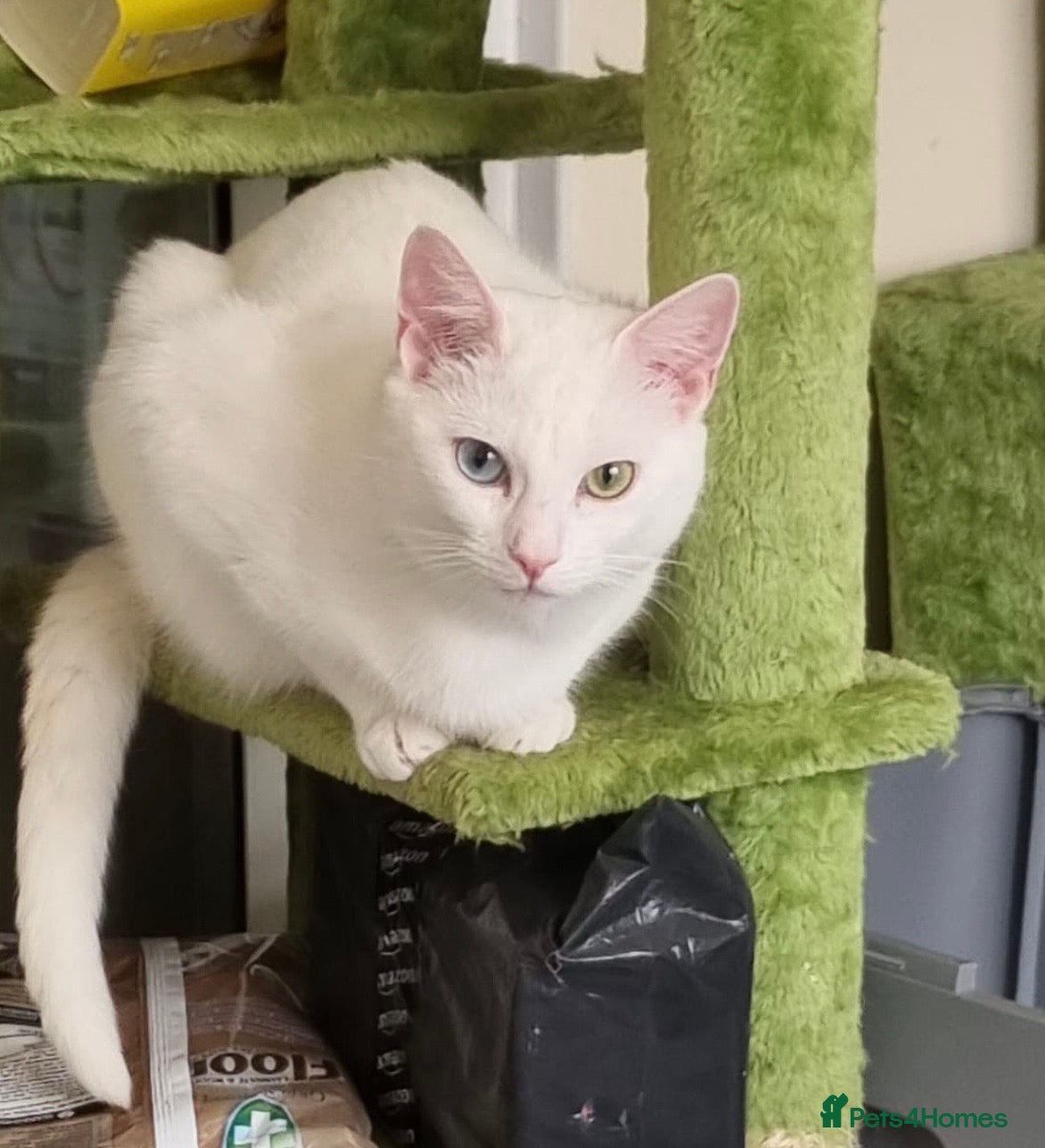 Domestic Shorthair cats Adopt from Cats in Crisis East London  - Advert 5