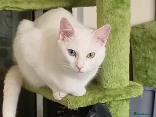 Domestic Shorthair cats Adopt from Cats in Crisis East London - Advert 5