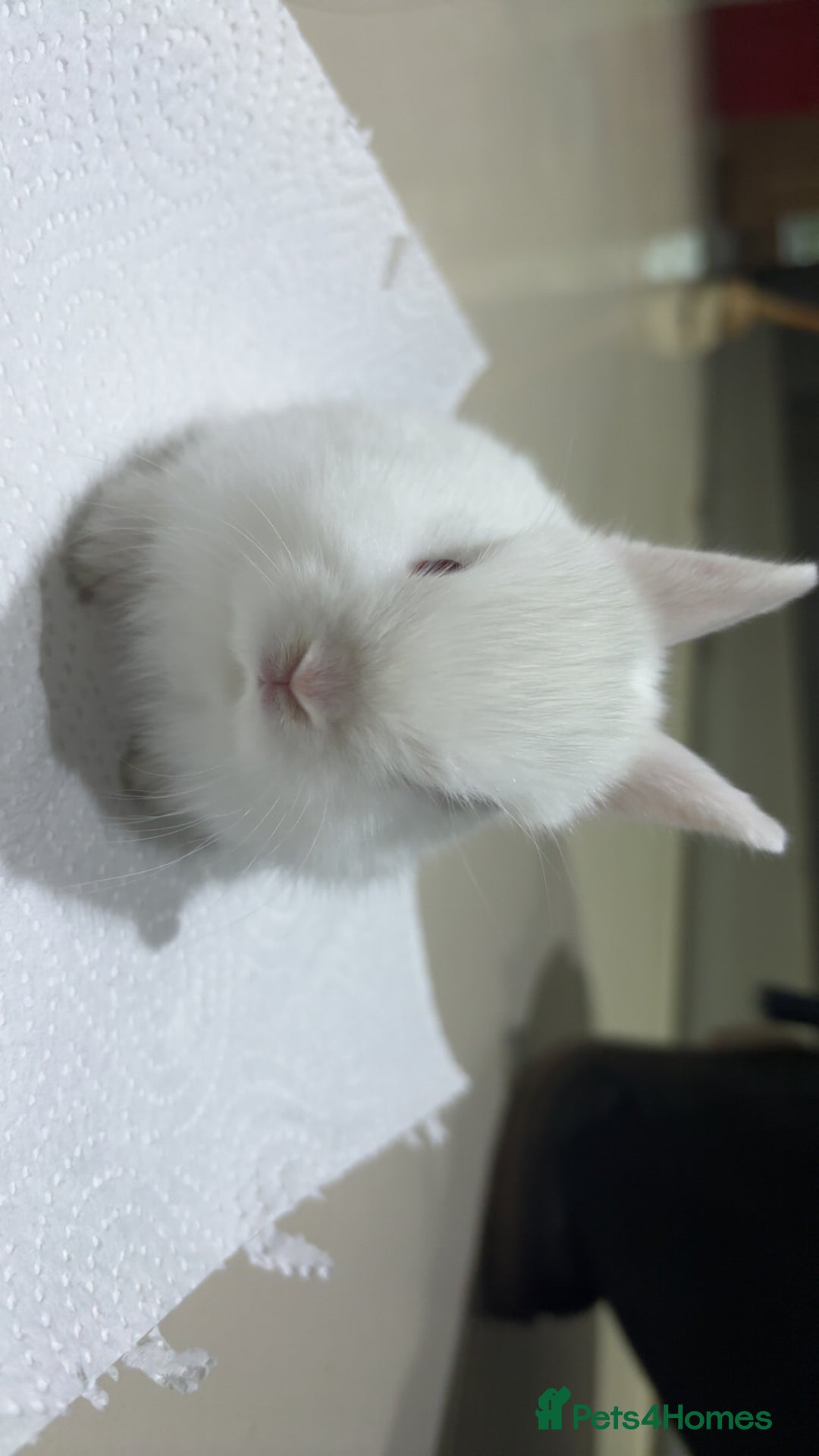 Netherland Dwarf rabbits for sale: Netherland Dwarf Bunnies  - Advert 2