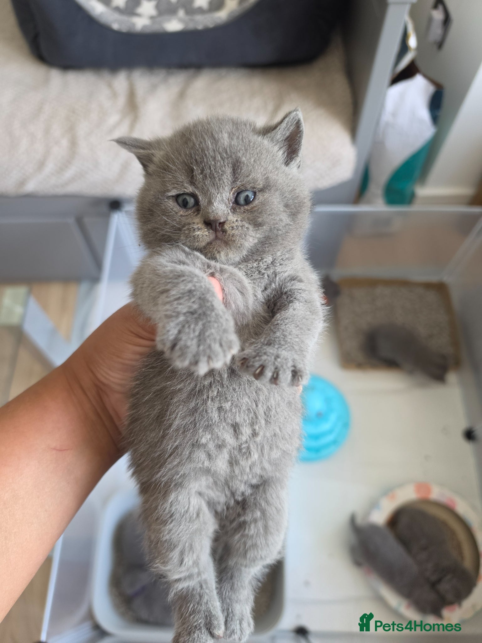 British Shorthair cats Britishshorthairs Kitten - Advert 9