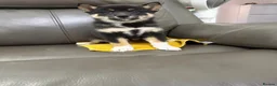 Japanese Shiba Inu dogs for sale: Beautiful babies - Advert 2