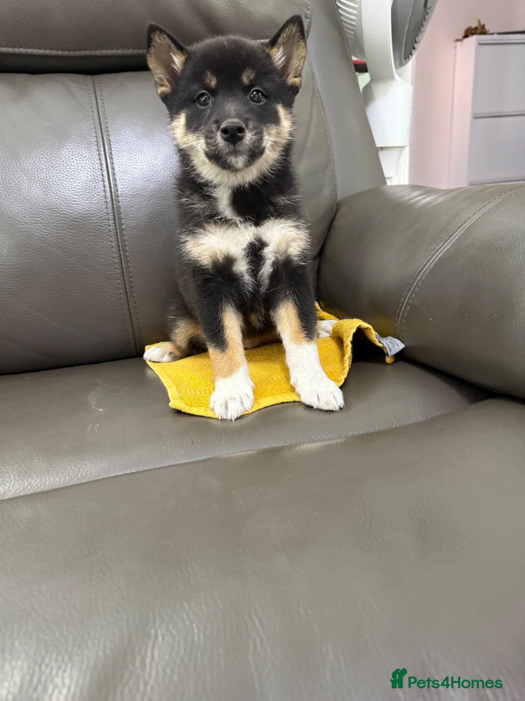 Japanese Shiba Inu dogs for sale: Beautiful babies - Advert 2