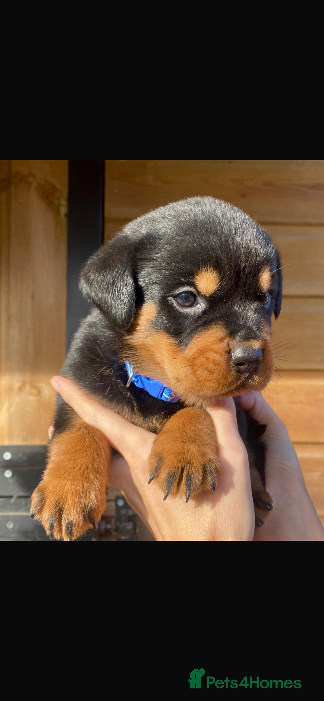 Rottweiler dogs for sale: Last girlBeautiful chunky Rottweiler puppies - Advert 4
