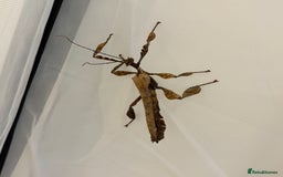 Stick Insects invertebrates for sale: Giant prickly stick insects - Box of 5 - Image 3