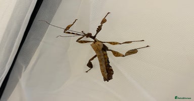 Stick Insects invertebrates - Advert 8