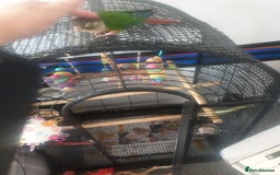 Conures birds for sale: Stunning Tame Conure - Image 5