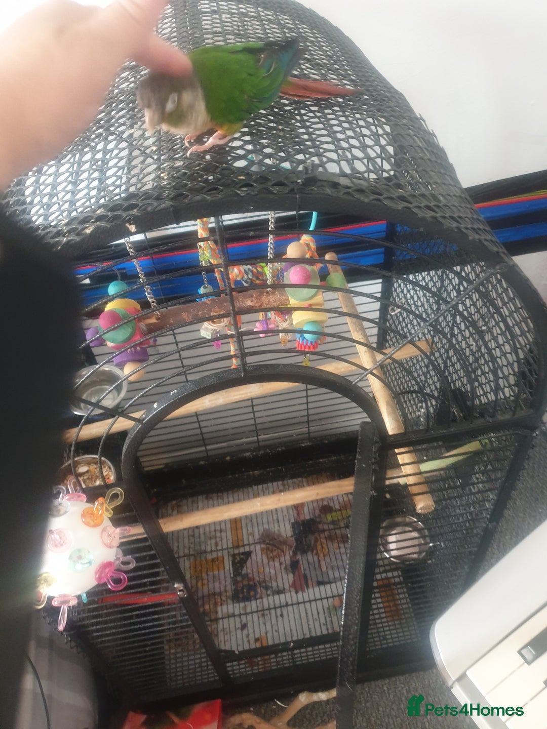 Conures birds for sale: Stunning Tame Conure - Image 5