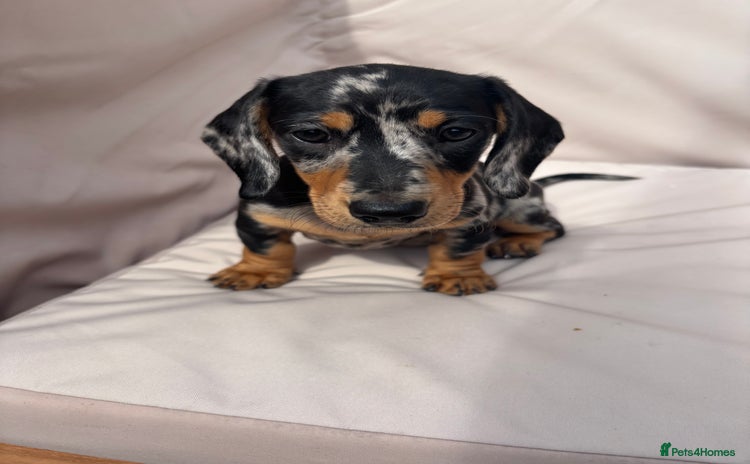 Miniature Dachshund dogs - Advert 6