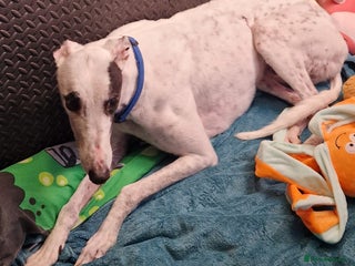 Greyhound dogs Lovely gentle boy greyhound very friendly - Advert 7