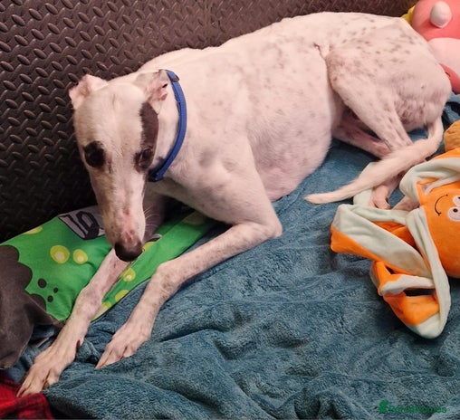 Greyhound dogs Gentle greyhound boy 5yrs - Advert 2