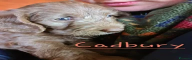 Cadbury