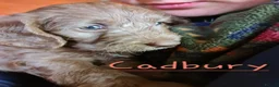 Labradoodle dogs for sale: Beautiful Miniature Labradoodle Puppies for Sale - Advert 22
