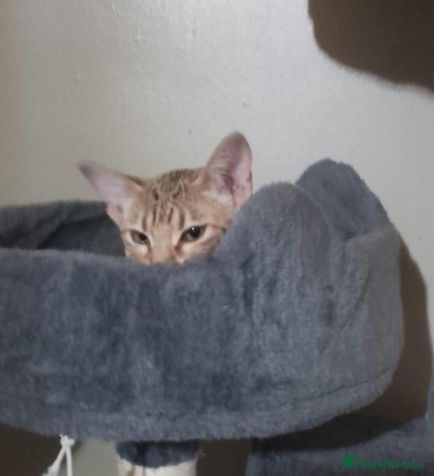 Ocicat cats Rowan The Pedigree Ocicat Is sad - Advert 15