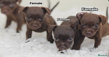 Patterdale Terrier dogs - Advert 5