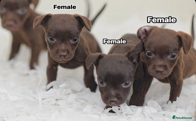 Patterdale Terrier dogs - Advert 2