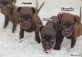 Patterdale Terrier dogs - Advert 7