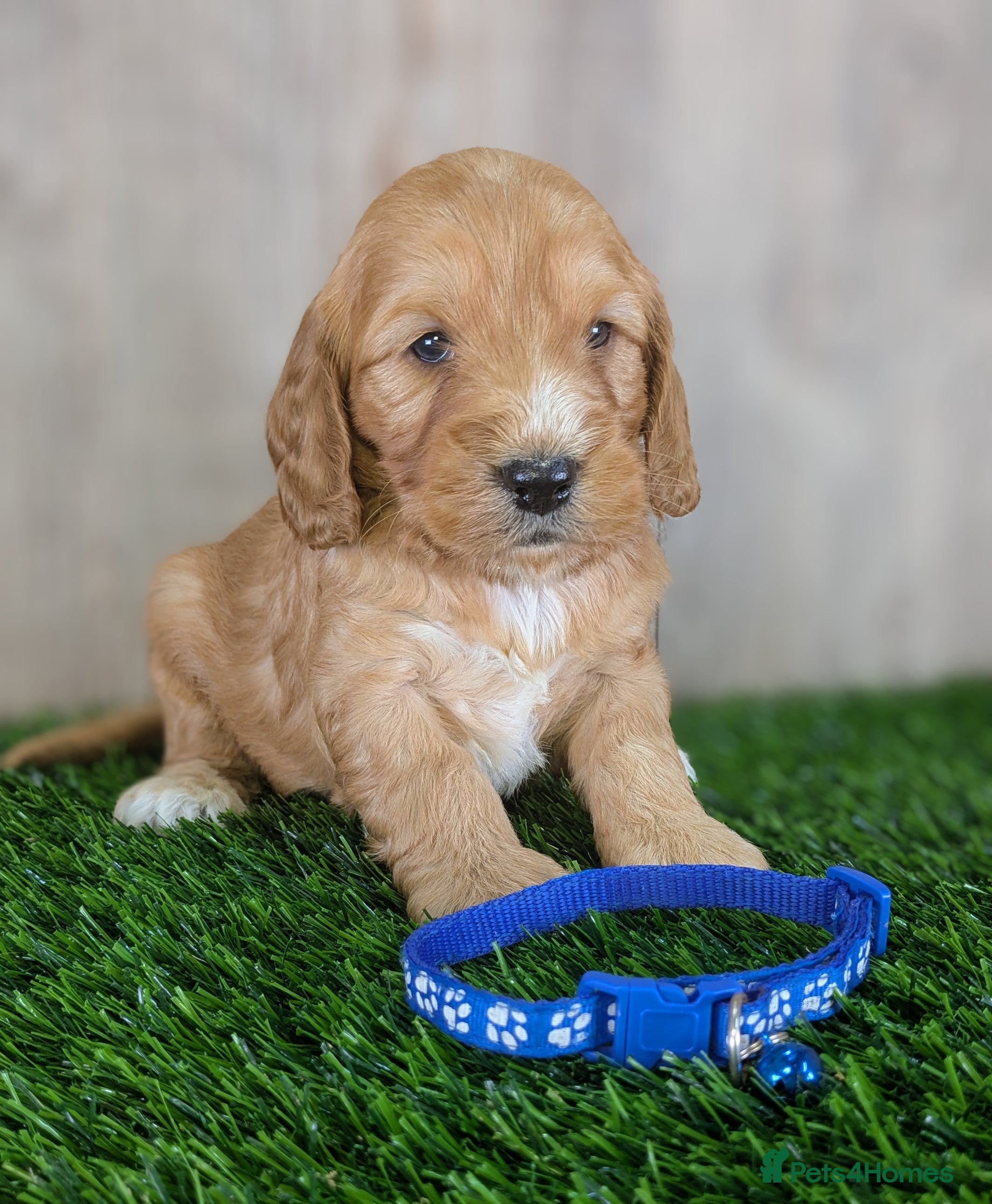 Cockapoo dogs F1 Cockapoo Puppies: Your Next Furry Friend - Advert 1