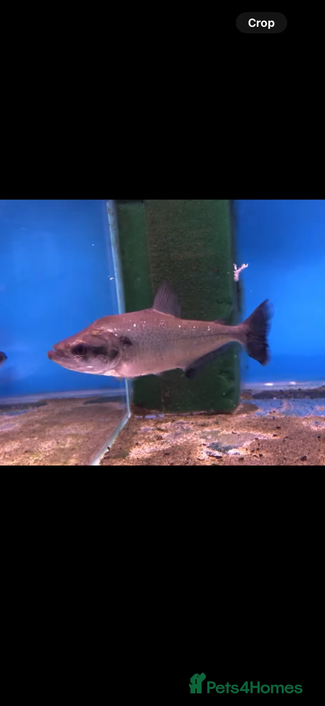 Piranhas fish for sale: ELONGATUS PIRANHA (Black Mask - Advert 2