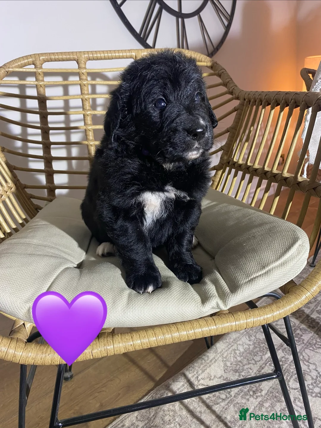 Mixed Breed dogs for sale: Golden Bernese Puppies 🖤🤍🤎 - Advert 16