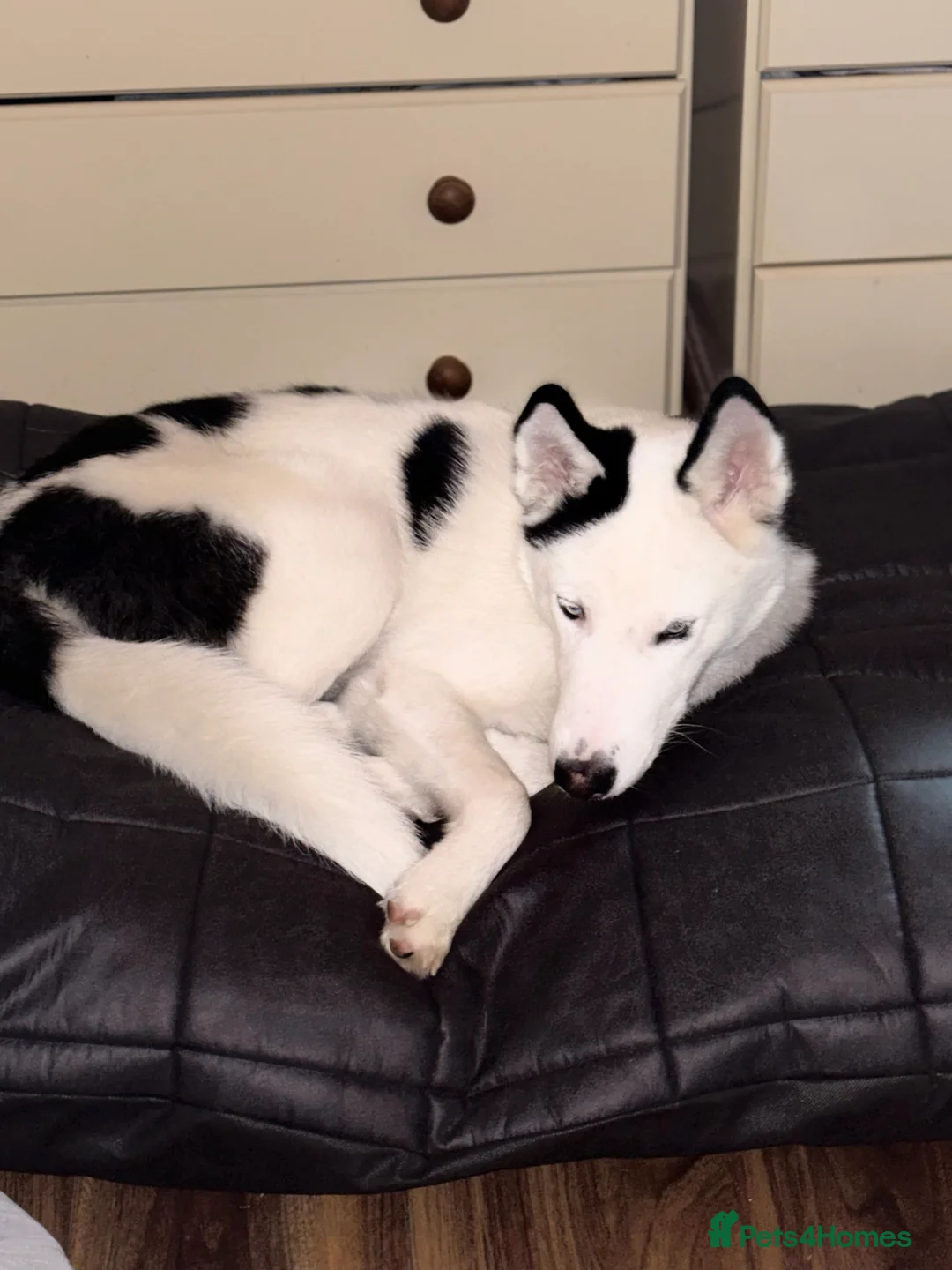 Siberian Husky dogs for sale: Bear Siberian husky  - Advert 2