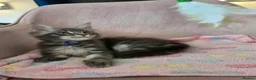 Maine Coon cats for sale: Gorgeous Maine Coon kittens - Advert 3