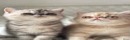 Exotic cats for sale: Gorgeous GCCF reg. kittens from Champions parents  - Advert 6