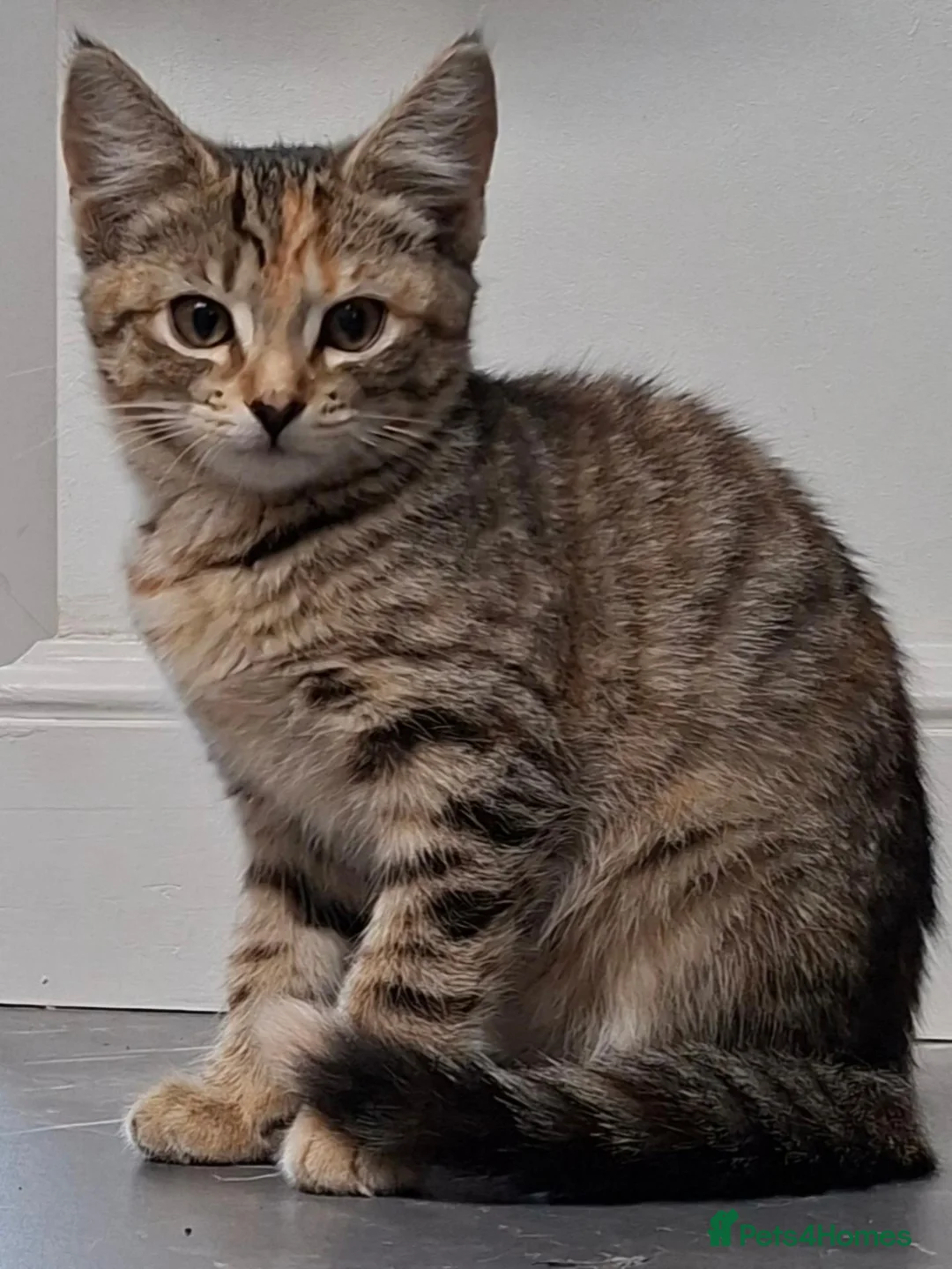 Domestic Shorthair cats for sale: Little Girl - Advert 2