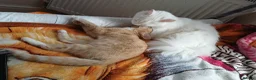 Mixed Breed cats for sale: Mixed breed Golden/ white4 months old boy kitten in London - Advert 18