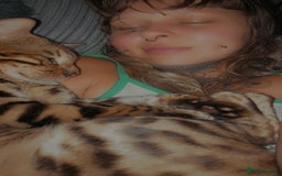 Bengal cats for sale: Bengal male cat  - Image 5